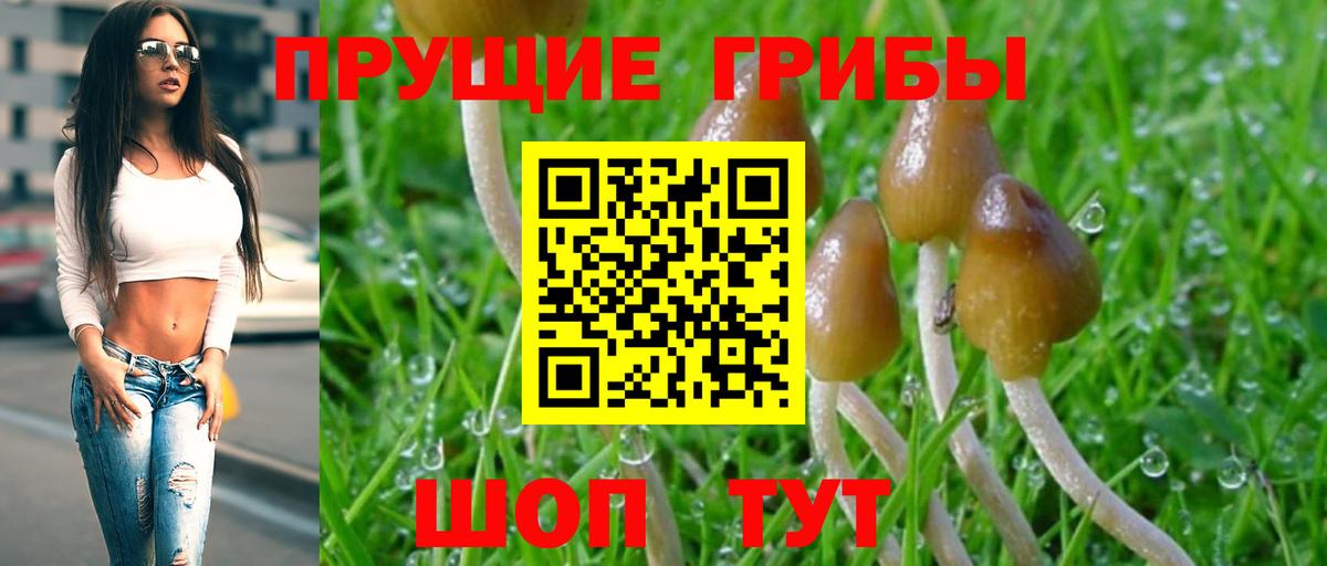 Псилоцибиновые грибы Psilocybine cubensis Невинномысск
